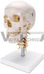 Human Skull on Cervical Spine - 4 part